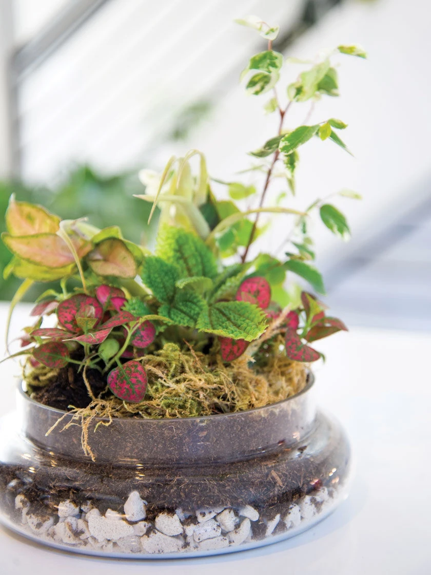 Cloche Terrarium Kit Medium 2 Cloche Terrarium Kit Medium - Image 2