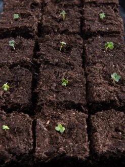 Vermont Compost Company Fort Vee™ Potting Mix, 20 Quarts -Default Template 3 8599281 5930