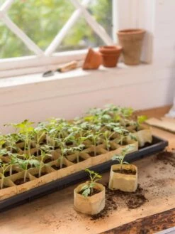 Paper Pots, 50 Cell -Default Template 3 8599830 0502 paper pots 50 cell tif