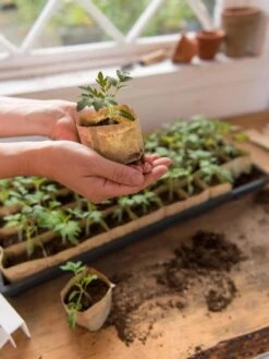 Paper Pots, 50 Cell -Default Template 3 8599830 0507 tif