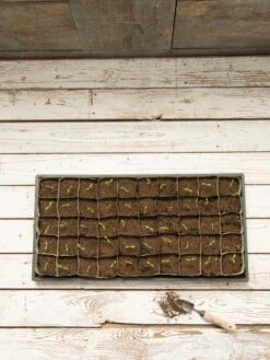 Paper Pots, 50 Cell -Default Template 3 8599830 18489 tif