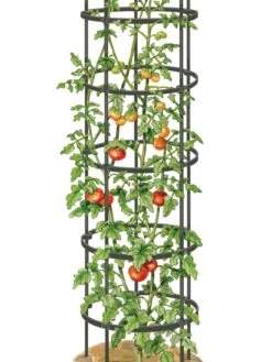 Titan Tall Tomato Cages, Set Of 3 9 Titan Tall Tomato Cages, Set Of 3 -Default Template 3 8599860 0002 art tif