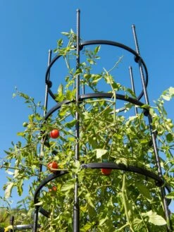 Titan Tall Tomato Cages, Set Of 3 8 Titan Tall Tomato Cages, Set Of 3 -Default Template 3 8599860 0066 tif