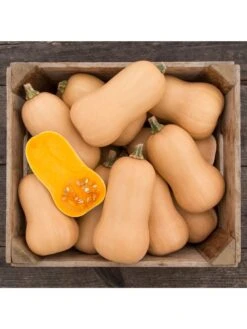 Brulee Butternut Squash Organic Seeds 5 Brulee Butternut Squash Organic Seeds -Default Template 3 8599867 01v
