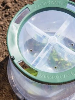 Sunny Forcing Cloches, Set Of 3 -Default Template 3 8600075 0742 tif