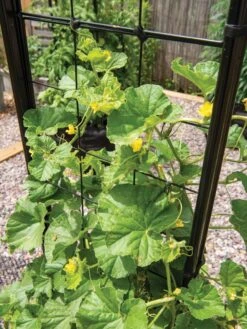 Gardener’s Victory Self-Watering Planter With Vine Trellis -Default Template 3 8600176 6853