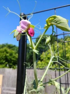 Gardener’s Victory Self-Watering Planter With Vine Trellis -Default Template 3 8600177 6588 tif