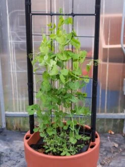 Gardener’s Victory Self-Watering Planter With Vine Trellis -Default Template 3 8600178 5000 tif