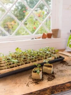 Paper Pots Starter Set -Default Template 3 8600273 0307 tif