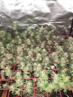 Hemp Grow Kit -Default Template 3 8600301 01TEST tif