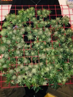 Hemp Grow Kit -Default Template 3 8600301 02TEST tif 1