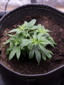 Hemp Success Kit 12 Hemp Success Kit -Default Template 3 8600301 0584 tif