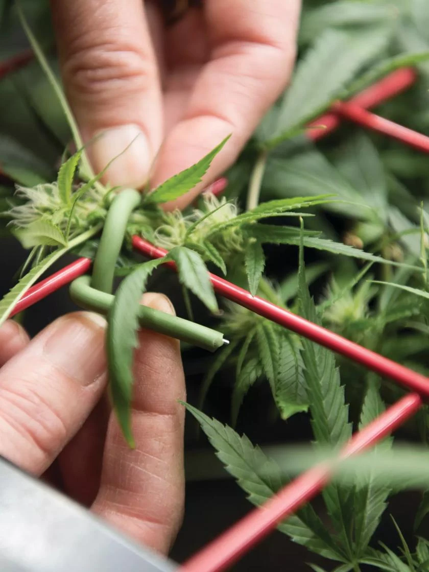 Hemp Success Kit 3 Hemp Success Kit - Image 3