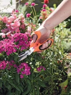 Gardener's Multi Purpose Scissors -Default Template 3 8608655 19551 tif