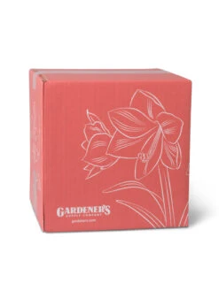 Amaryllis Planting Kit -Default Template 3 8608878 755