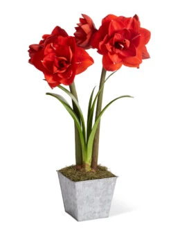 Amaryllis Planting Kit -Default Template 3 8608878 diykit 2021 01
