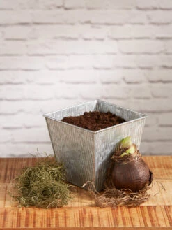 Amaryllis Planting Kit -Default Template 3 8608878 diykit 2021 02