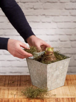 Amaryllis Planting Kit -Default Template 3 8608878 diykit 2021 04