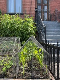 Chicken Wire Crop Coop -Default Template 3 8609080 02CUST tif