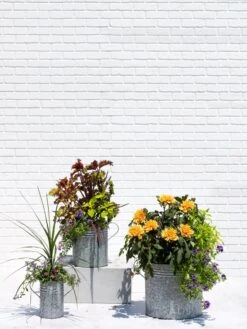 Metal Bucket Planters -Default Template 3 8609085 0852 tif