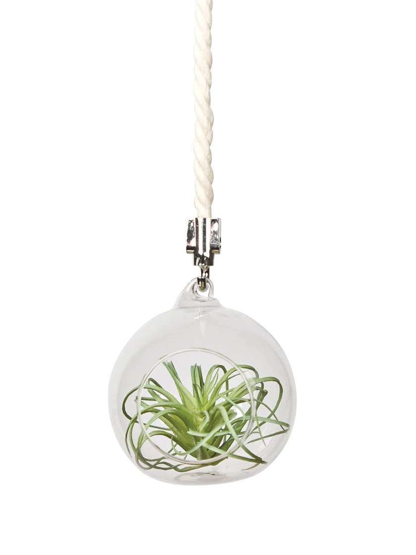 Mini Blown-Glass Hanging Terrarium, Set Of 2 2 Mini Blown-Glass Hanging Terrarium, Set Of 2 - Image 2