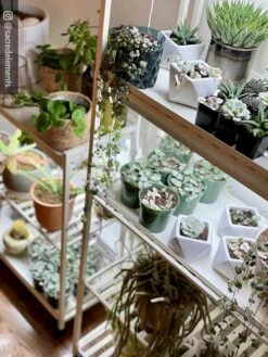 Oslo 2-Tier LED Grow Light Garden, 2 Fixtures -Default Template 3 8609221 02IN tif