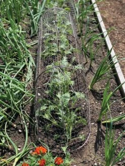 Chicken Wire Row Cloche Expandable Extra Large 3N1 -Default Template 3 8609412 5903 tif