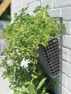 Wire Wall Pockets Vertical Gardens -Default Template 3 8609429 9500 tif