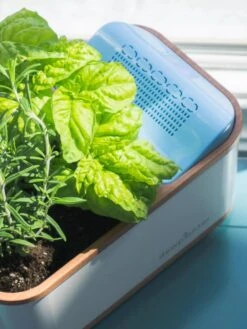 Dewplanter -Default Template 3 8609512 04V