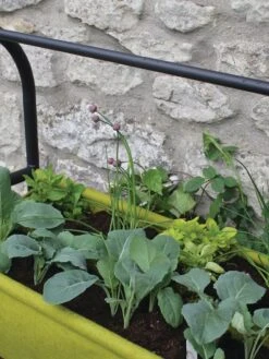 Vigoroot™ Self-Watering Easy Garden Planter -Default Template 3 8609879 04V tif