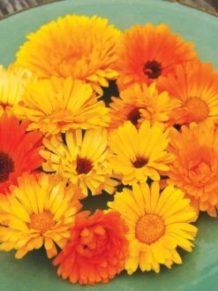 Family Garden Organic Seed Collection, Set Of 7 -Default Template 3 8610262 Pacific Beauty Calendula 07V tif