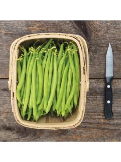 Antigua Bush Bean Organic Seeds -Default Template 3 8610262 antigua bean 8 15 18 05v