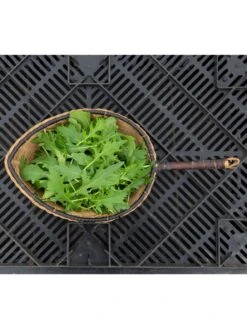 Silk Road Garden Organic Seed Collection, Set Of 6 -Default Template 3 8610264 mizuna babyleaf 01v