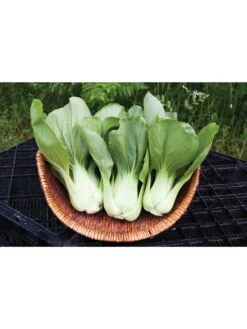 Silk Road Garden Organic Seed Collection, Set Of 6 -Default Template 3 8610264 shanghai green pac choy 05v
