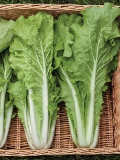 Silk Road Garden Organic Seed Collection, Set Of 6 -Default Template 3 8610264 tokyo bekana 02v