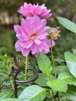 Arden Single Stem Supports, Set Of 2 -Default Template 3 8610375 5703 tif