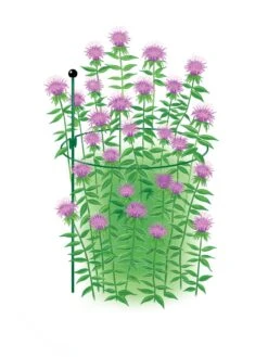 New Arrival -Default Template 3 8610383 Peacock15x30 tif