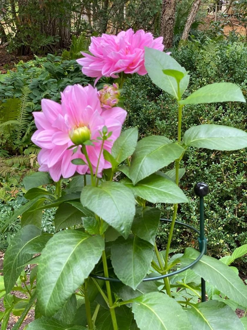 Peacock Classic Plant Support Rings 15", Set Of 2 1 Peacock Classic Plant Support Rings 15", Set Of 2