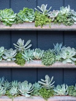 3-Tier Vertical Wall Planter, 3' -Default Template 3 8611013 055 tif