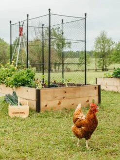 Tall Chicken Wire Critter Fence With Gate -Default Template 3 8611020 316 tif