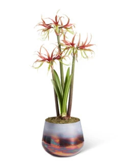 Cybister Potted Amaryllis -Default Template 3 8611120 chico 2021 09