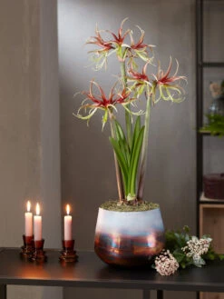 Cybister Potted Amaryllis -Default Template 3 8611120 chico 2021 10