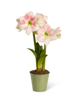 Star Potted Amaryllis -Default Template 3 8611499 2022 rosystar silo rosy star potted amaryllis