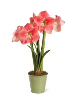 Star Potted Amaryllis -Default Template 3 8611500 2022 sweetstar silo sweet star potted amaryllis