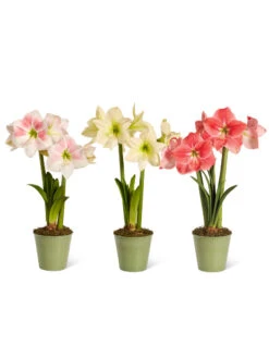 Star Potted Amaryllis -Default Template 3 8611508 2022 starpotted silo