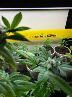 Catchy Natural Greenhouse Pest Protection Sticky Roll, 30’ -Default Template 3 8611979 8004