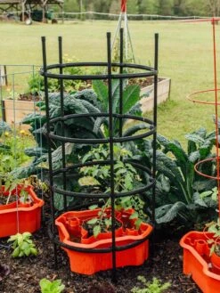 Deluxe Tomato Halos, Set Of 2 -Default Template 3 8612045 228 tif