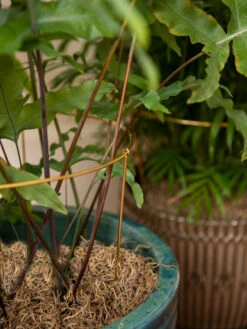 Brass Plated Grow Throughs, Set Of 2 -Default Template 3 8612661 0043