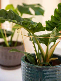 Brass Plated Grow Throughs, Set Of 2 -Default Template 3 8612662 0047 brass plated grow throughs set of 2