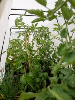 Cotton All Purpose Garden Cover -Default Template 3 8612815 0039 tif